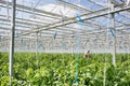 Full length view of senior farmer standing in greenhouse