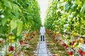 Full length view of tomato plants growing in greenhouse