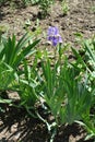 Full length view of violet flower of iris in May Royalty Free Stock Photo