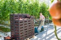 Young farmer pushing tomatoes in crate in greenhouse