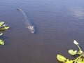 Full Length Wild Crocodile in the water