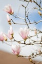the magnolia flowers on the sprigs over blurred magnolia twigs and blue sky background Royalty Free Stock Photo