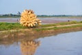 Full loaded Vietnamese bamboo fish traps on bike to deliver to buyer on road through cultivation field Royalty Free Stock Photo