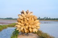 Full loaded Vietnamese bamboo fish traps on bike to deliver to buyer on road through cultivation field Royalty Free Stock Photo