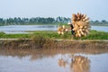 Full loaded Vietnamese bamboo fish traps on bike to deliver to buyer on road through cultivation field. A man trying to move the b Royalty Free Stock Photo