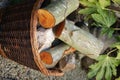 Full log basket in a garden Royalty Free Stock Photo