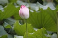 Full lotus bud Royalty Free Stock Photo