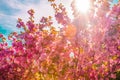 Full magnolia tree in bloom on sunset