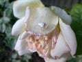Full match white spider and faded white rose in the garden