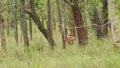 Full or medium shot of Spotted deer or Chital or axis axis walking in rut or monsoon season to intimidate other bucks at