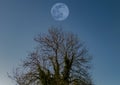 Full moon above a large tree in winter in a rural area of Wiltshire Royalty Free Stock Photo