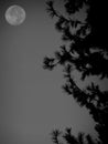 Full moon against pine tree Royalty Free Stock Photo