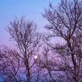 Full moon.Beautiful winter landscape.