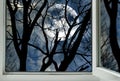 full moon behind the branches of a tree from an open window