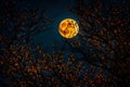 Full moon behind the glowing branches Royalty Free Stock Photo