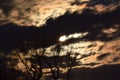 Full Moon Behind Golden Night Skies and Spooky Trees Royalty Free Stock Photo