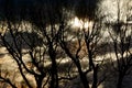 Full Moon Behind Golden Night Skies and Spooky Trees Royalty Free Stock Photo