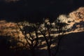 Full Moon Behind Golden Night Skies and Spooky Trees Royalty Free Stock Photo