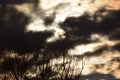 Full Moon Behind Golden Night Skies and Spooky Trees Royalty Free Stock Photo