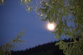 Full moon behind pine tree branches at night Royalty Free Stock Photo
