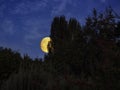 Full moon behind the trees Royalty Free Stock Photo