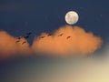 Full moon ,birds fly,stars and moon on night starry sky with clouds Royalty Free Stock Photo