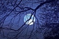 Full moon and black branches in the nighty Royalty Free Stock Photo