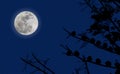 Full moon and blue sky. Royalty Free Stock Photo