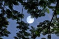 Full moon in blue sky with leaves at night Royalty Free Stock Photo