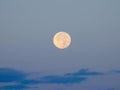 Full moon on a brightening dawn sky, above blue clouds Royalty Free Stock Photo
