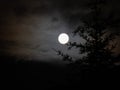 Full moon through clouds and pine tree Royalty Free Stock Photo