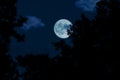 Full moon, clouds and skies with forest in the dark night Royalty Free Stock Photo