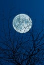 Full moon, clouds and skies with forest Royalty Free Stock Photo