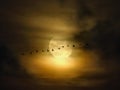 Full Moon on a Cloudy Night with Flock of Geese Royalty Free Stock Photo