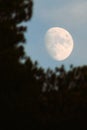 Almost full moon in the daytime, close-up of tree crowns, astronomical photo. Royalty Free Stock Photo