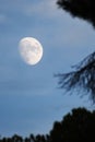 Almost full moon in daytime, close-up of tree crowns and branches Royalty Free Stock Photo