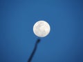 Full moon in daytime with shadow of tree branches. Against the b Royalty Free Stock Photo