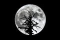 Full Moon dead tree silhouette Royalty Free Stock Photo