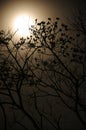 Full moon with dry tree