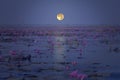 Full moon evening over red water lily lake Royalty Free Stock Photo