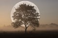 Full moon on a foggy autumn morning with a lone tree. Autumn dawn. Landscape Royalty Free Stock Photo