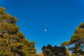 Full moon framed by pine trees against a blue sky Royalty Free Stock Photo