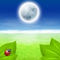 Full moon, green grass and ladybird Royalty Free Stock Photo