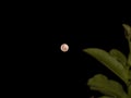 Full Moon through guava leaves