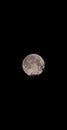 Full Moon Illuminated Against a Dark Night Sky with Silhouetted Branches