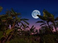 the full moon looks very beautiful among the banana trees