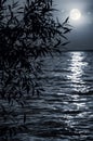 Full moon, lunar path over sea or river with silhouette of tree. Night moonlight background Royalty Free Stock Photo