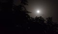 Full Moon with Moonlight with Silhouettes of Trees Royalty Free Stock Photo
