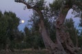 The full moon between olive trees