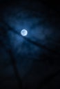 Full moon with out of focus hornbeam branches in foreground, hamburg, germany